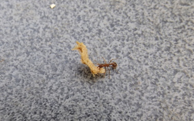 Lemme MC aka Buden-Baendiger Lemme MC aka Buden-Baendiger