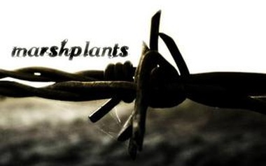 Marshplants