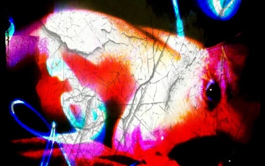 Sam Wildcat Sam Wildcat