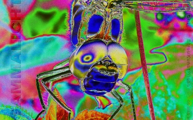 Gammalicht Gammalicht