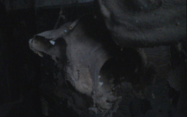 LSD Studios LSD Studios