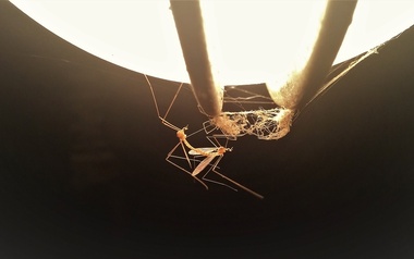 payitblacc payitblacc