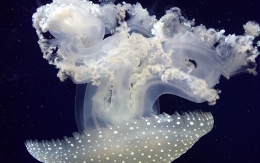 Cj-Stroker Cj-Stroker