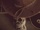 zur Profilseite von The Ghoulcallers The Ghoulcallers