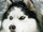 zur Profilseite von DJ Husky DJ Husky