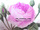 zur Profilseite von the_climbing_rose the_climbing_rose