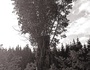 zur Profilseite von TreeShaped TreeShaped