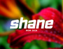 zur Profilseite von SHANE SHANE