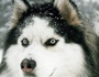zur Profilseite von DJ Husky DJ Husky