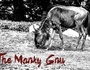 zur Profilseite von The Manky Gnu The Manky Gnu