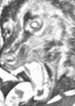 Cosmodog - Reality