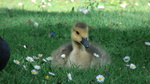 Mulandion - das boese und die matrix