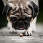 Cosmodog - Give that dog a bone (Part 1)