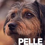 MisterBlues - Pelle´s Blues