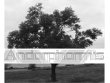 Andorphormis