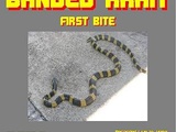 Banded Krait