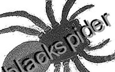 blackspider