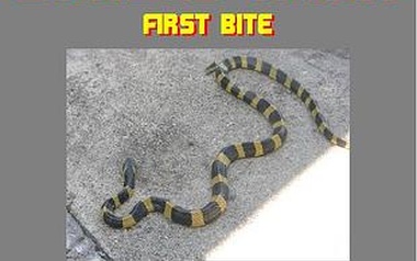 Banded Krait