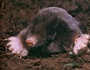 Mole