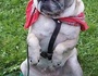 DJ MOPS