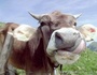Beefmasters