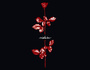 VIOLATOR