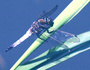 Viru