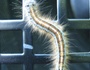 Psytrixer
