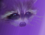Njane racoon330