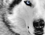 El Lobo
