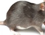 HuHu2
