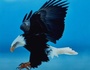 TheEagle