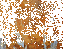 muciqer
