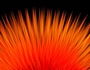 raid