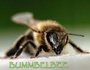 BuMmBeLbEe