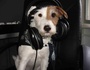 Dogproject