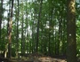 a forest