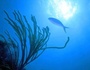 Oceandream