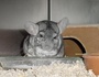 SCHIN CHILLA