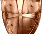 BwGermane