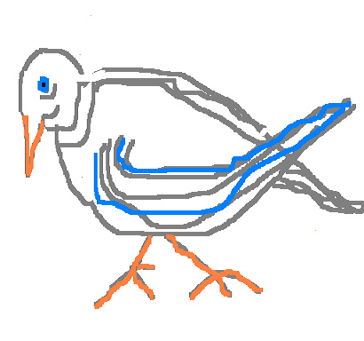 NAVKY - Birds from Roanoke