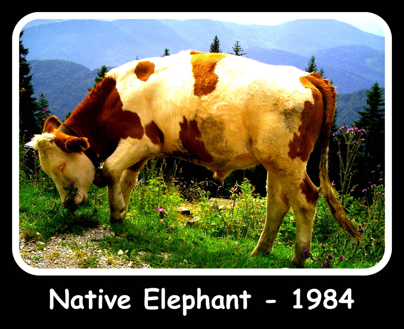 Native Elephant - 1984