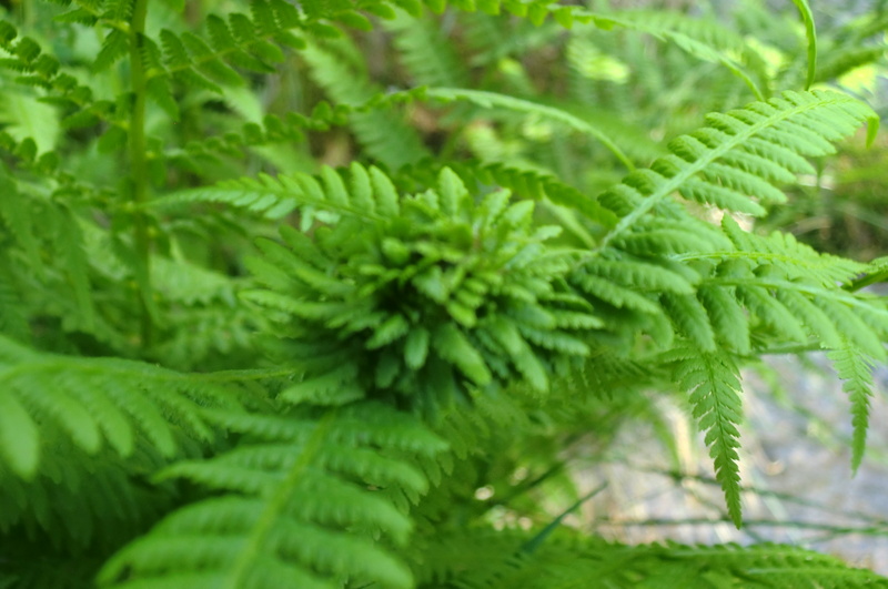 Herr_Beatpold - Irrer_Wald