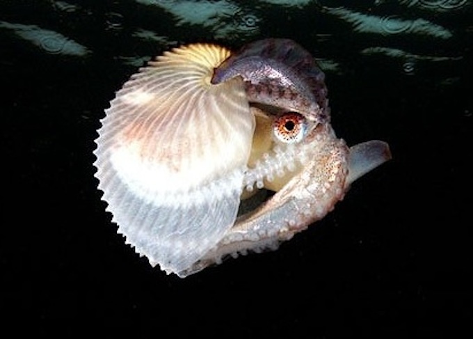 Thomas Halfpapp - Argonaut