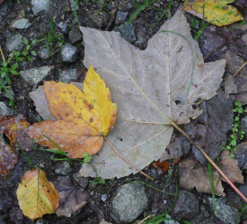mikesch - fall leaves
