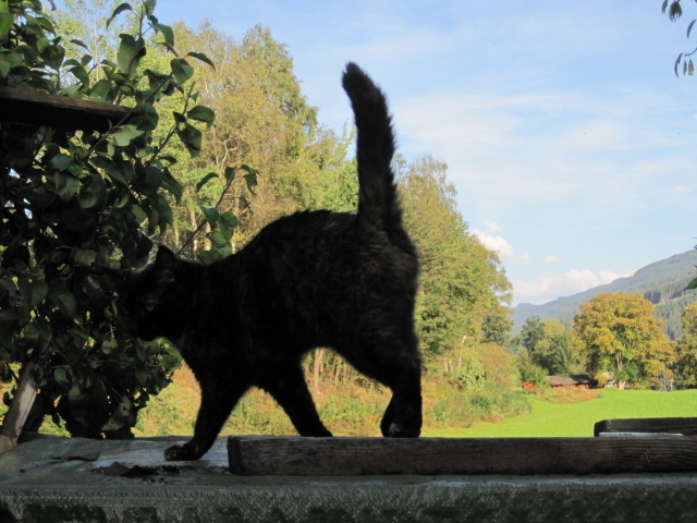 ACM - New Cat