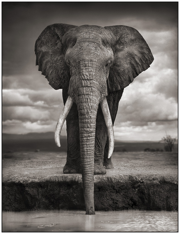 Nadic - Elephant