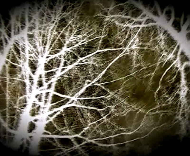 Jora - Forest