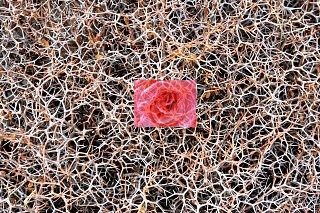 Wolf Snetram / DJ-Mokka - Wilde Rose