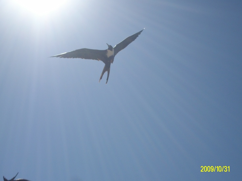 Solars - FLY LITTLE BIRD
